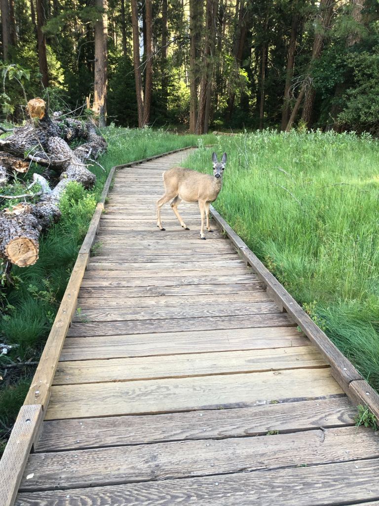 Seeing deer is normal in some of the best campgrounds in Yosemite