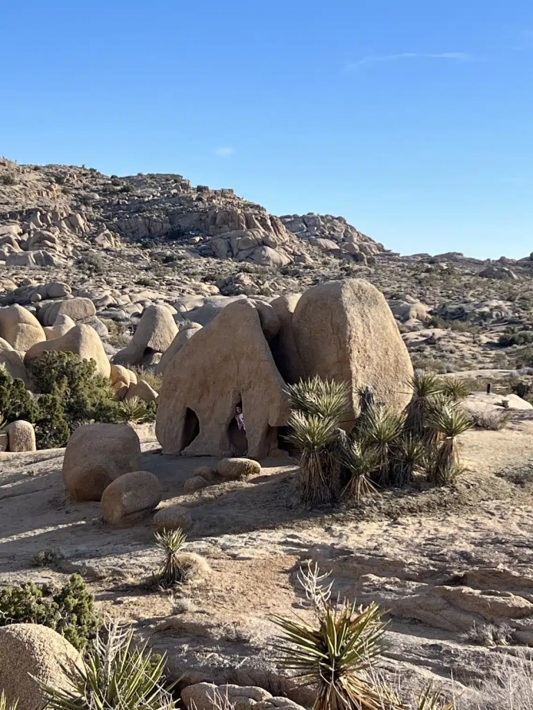 Joshua Tree is another National Park you can visit for free with the 4th grade national parks pass