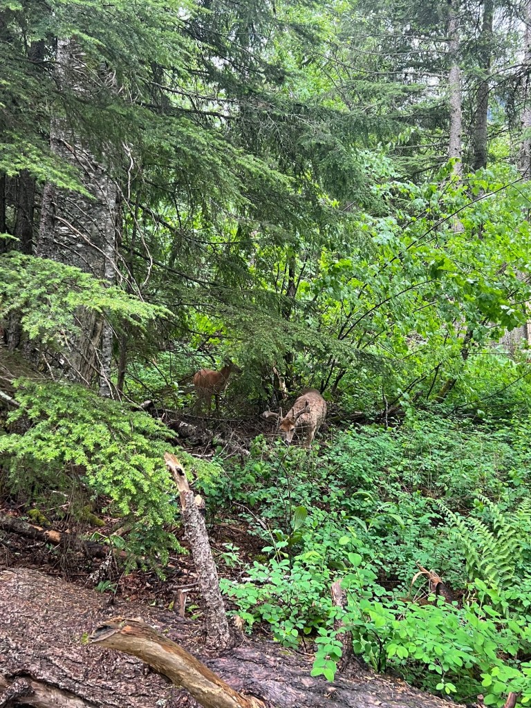 Deer on the trail to Avalanche Lake in Glacier National Park