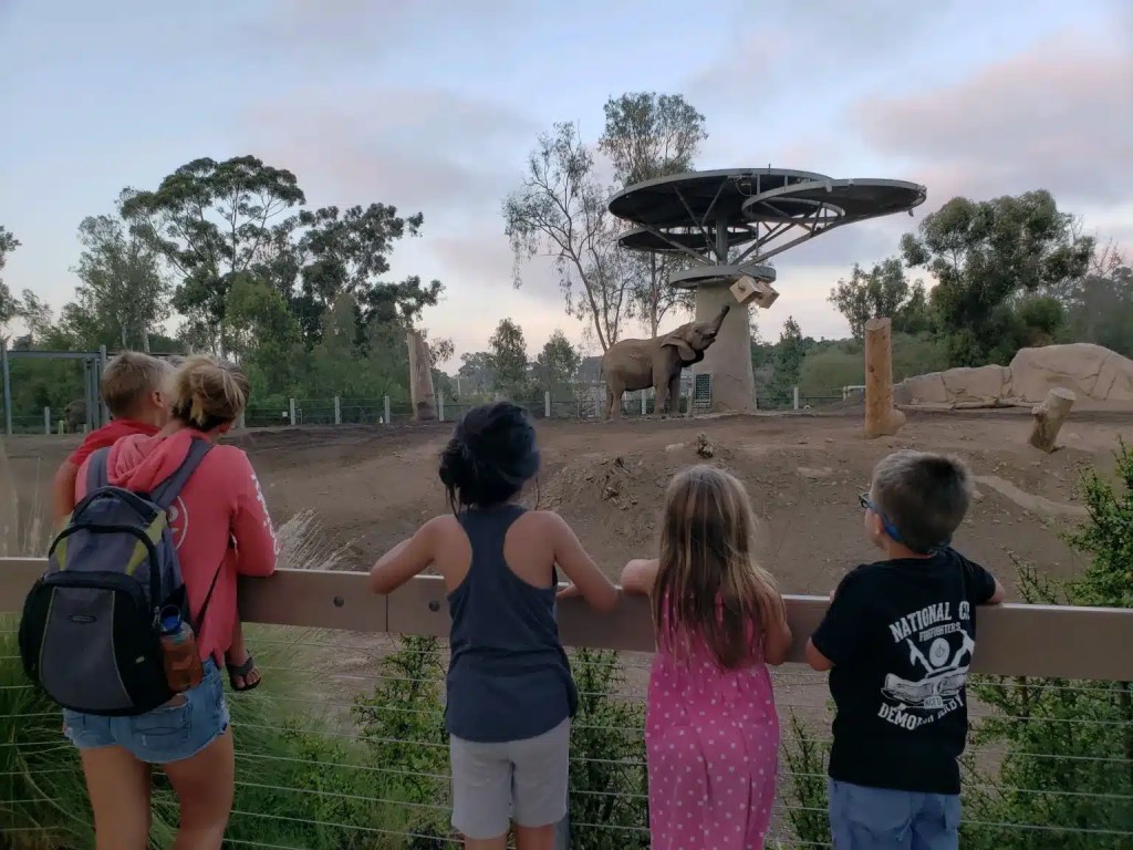 A visit to the zoo on this San Diego itinerary