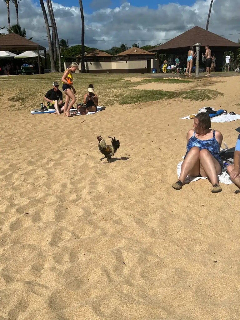One of the best things to do in Poipu is go to the beach and see chickens