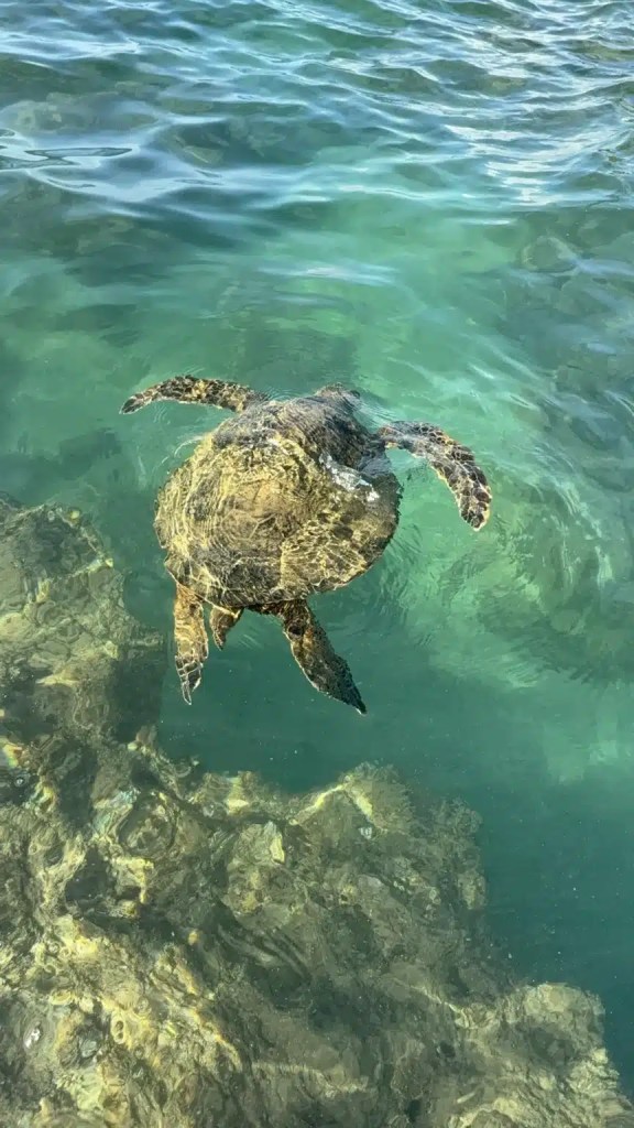 A sea turtle swimming in crystal clear water above rocky ocean floor at Hideaway Beach in Kauai.