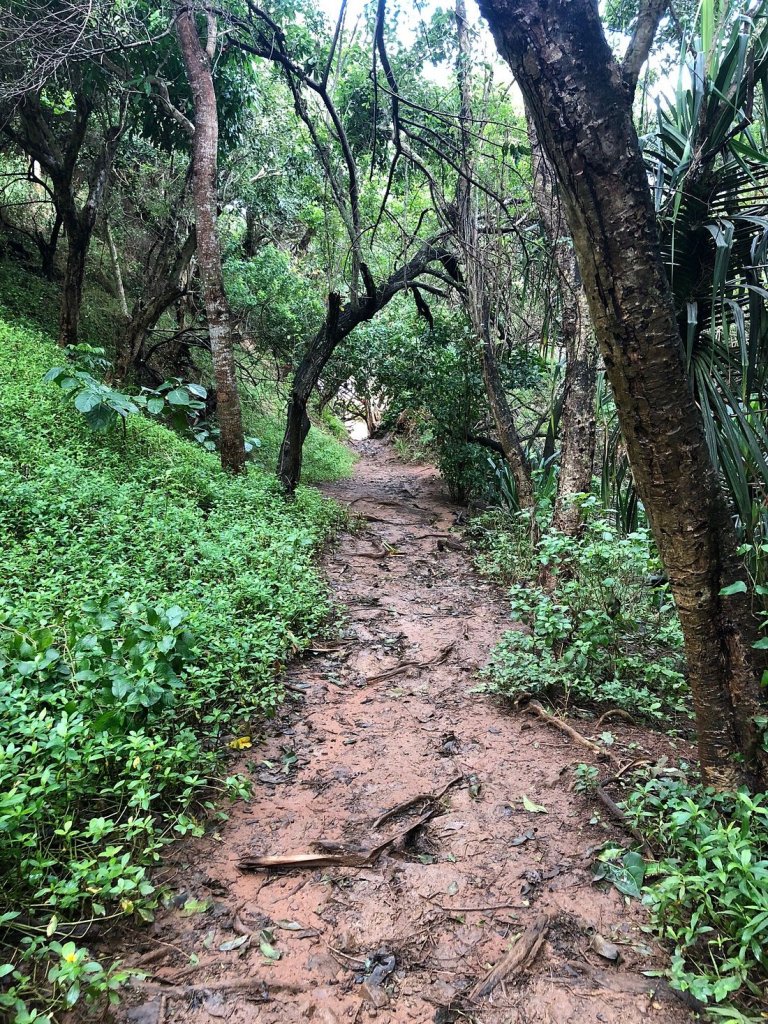 A narrow, muddy hiking trail surrounded by lush greenery and overhanging tree branches, leading towards a beach.