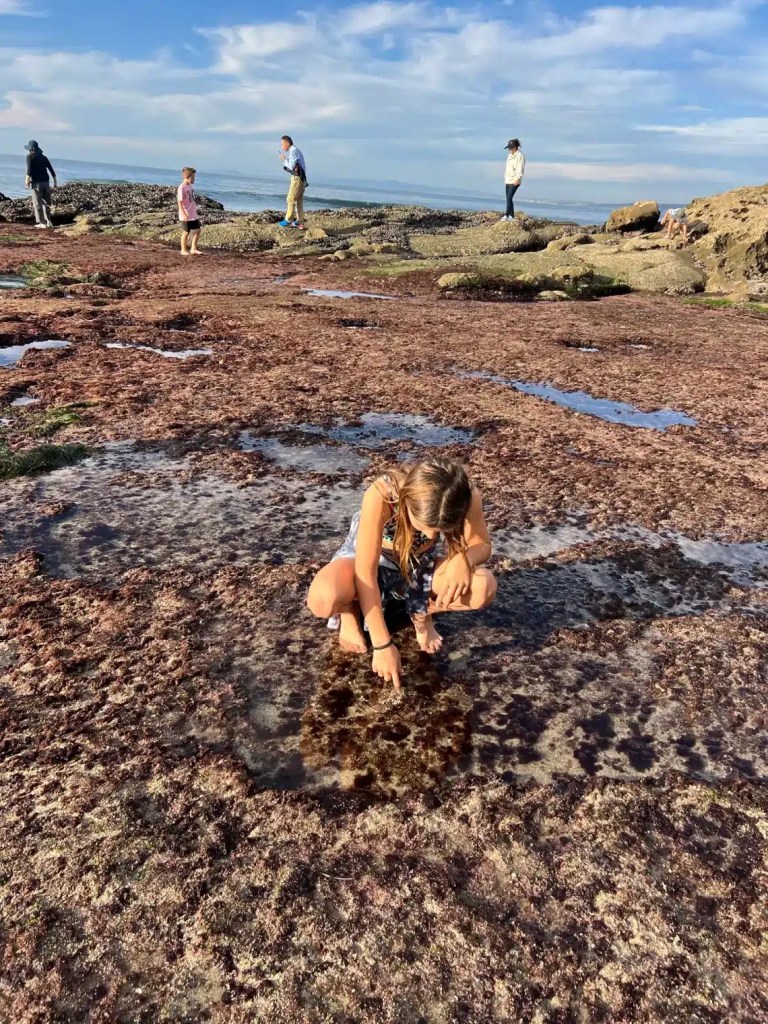 Child exploring tide pools on rocky shore, surrounded by seaweed and visitors in the background.