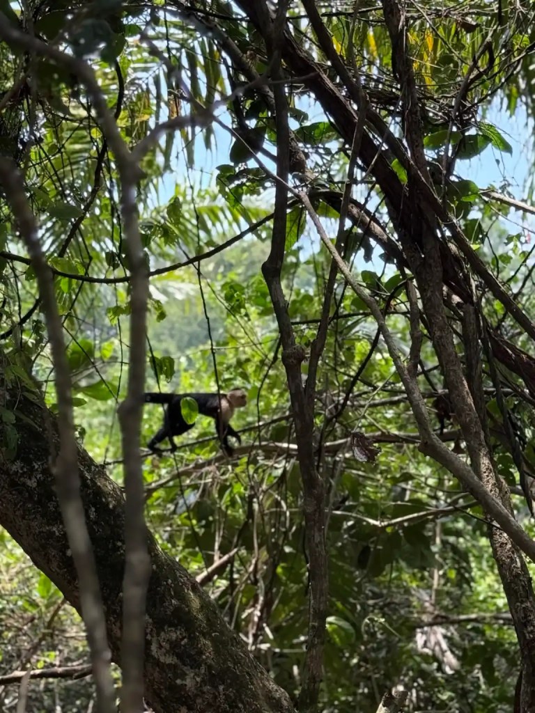 A white-faced capuchin monkey climbing on branches in a dense forest.