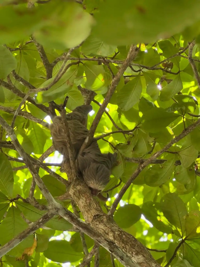 A sloth hanging upside down in a tree, surrounded by green leaves and branches at Manuel Antonio beach.
