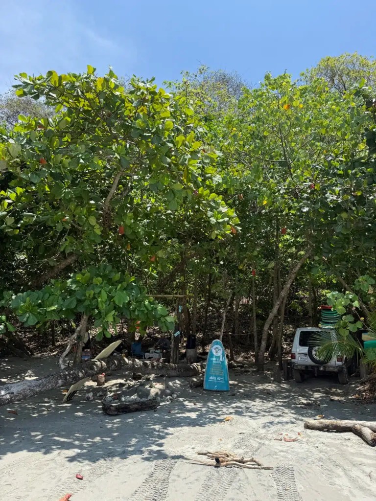 A Manuel Antonio beach scene featuring dense green trees with large leaves, a sandy area, and a parked vehicle in the background. A sign is visible among the foliage.