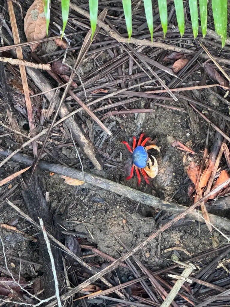 A colorful crab, with a blue shell and red claws, on a ground covered in dried leaves and twigs.