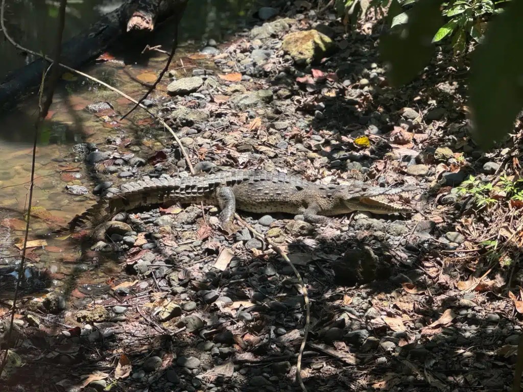 A crocodile resting on a rocky riverbank among fallen leaves and shadows by Manuel Antonio Beach.