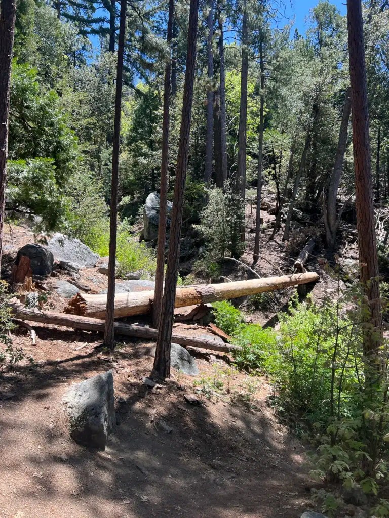A wooded area featuring tall trees, scattered rocks, and a fallen log on the forest floor under bright sunlight.