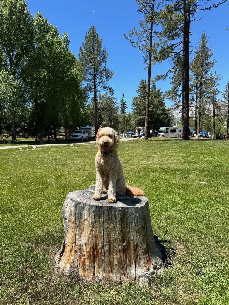 A dog sitting on a tree stump at one of the Riverside campgrounds in a grassy area with trees and blue sky in the background.
