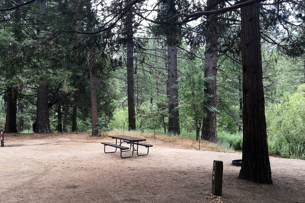A picnic table situated in a forested area at a Riverside campground with tall trees, surrounded by greenery and dirt ground.