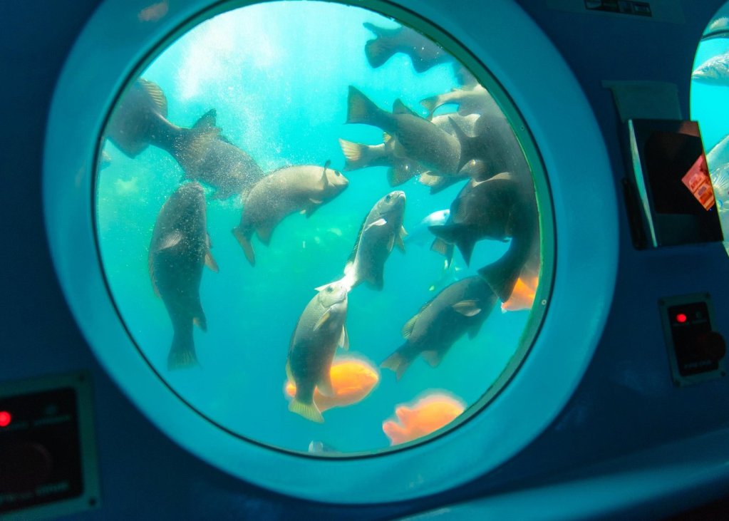 View of various fish swimming outside a circular porthole window beneath water in Catalina Island.
