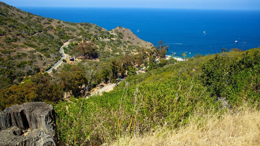 A scenic view of a coastal landscape of Catalina Island featuring rolling hills, lush greenery, and the blue ocean in the background, with a winding road and a beach visible below.