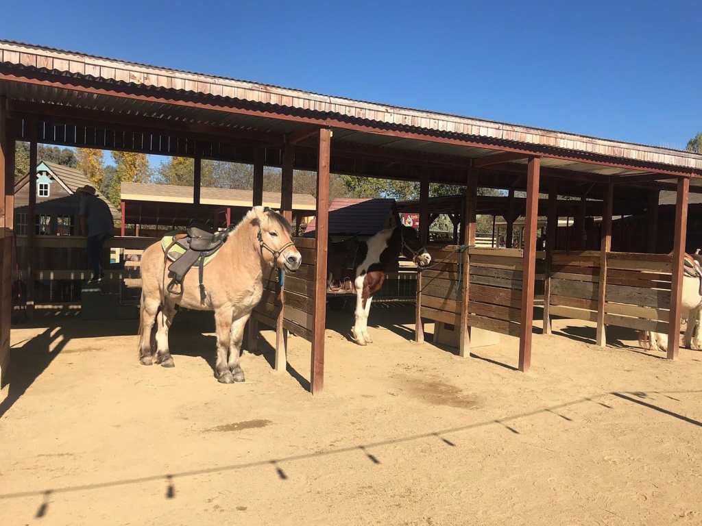 A light brown horse with a saddle stands in a barn alongside a black and white horse, with wooden stalls and a clear blue sky in the background.