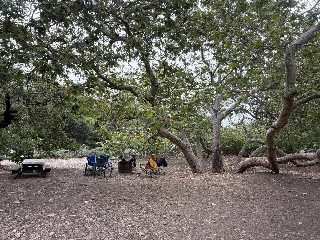 img_3067 Campsite with folding chairs and a picnic table under large, spreading sycamore trees at the Leo Carrillo campground.