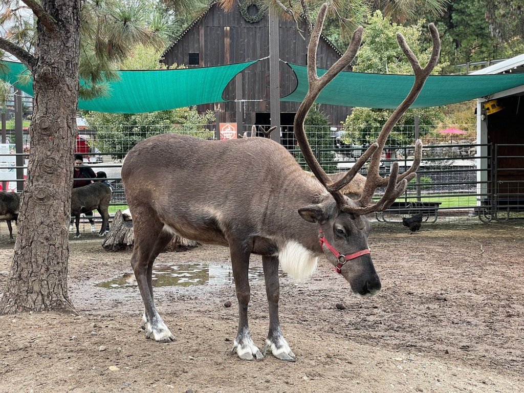 A reindeer at the reindeer farm in Leavenworth, Wa