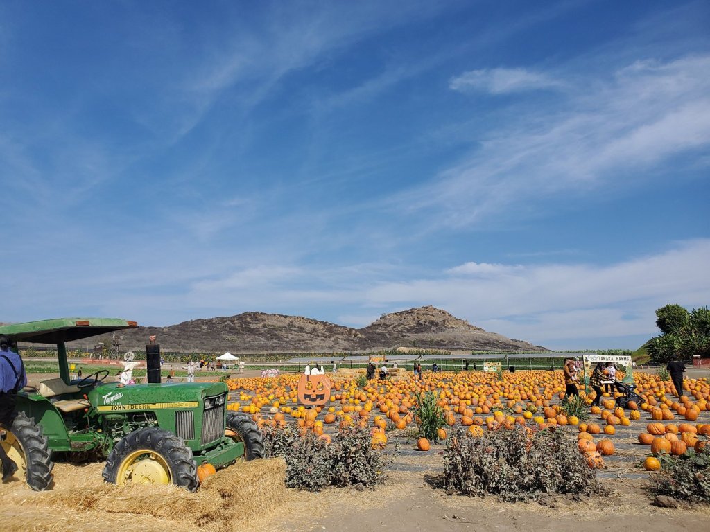 Tanaka Farms is one of the top pumpkin patches in Southern California