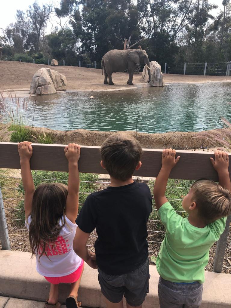 Visiting the San Diego Zoo is one of the best things to do in San Diego