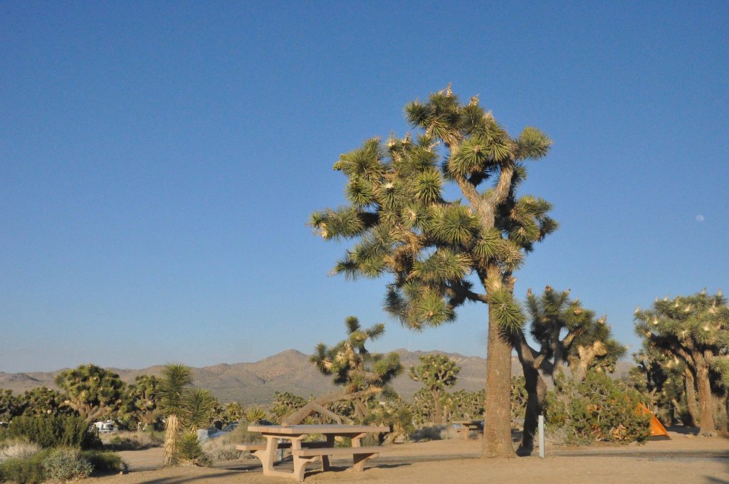 A campground that allows RV camping in Joshua Tree